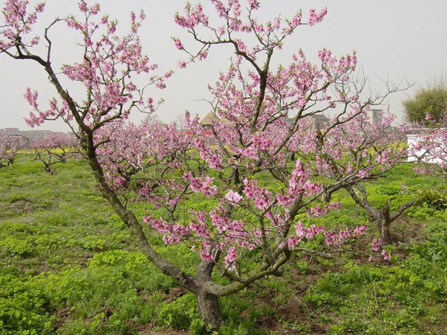 双子叶植物 课件.ppt_第1页