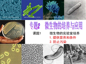 课题1 微生物的实验室培养课件.ppt