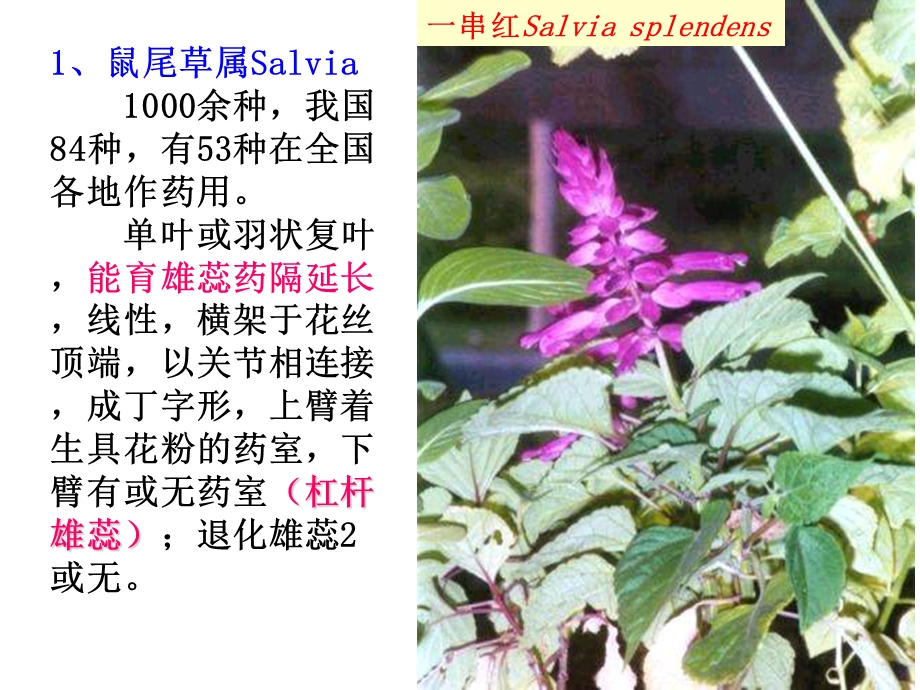 药用植物学—— 被子植物代表植物(三)课件.ppt_第2页