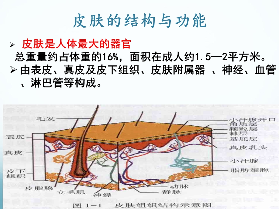 血液透析患者皮肤病变及处理策略课件.ppt_第3页