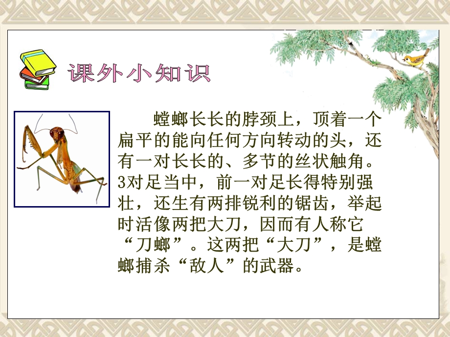 螳螂捕蝉》课件.ppt_第3页