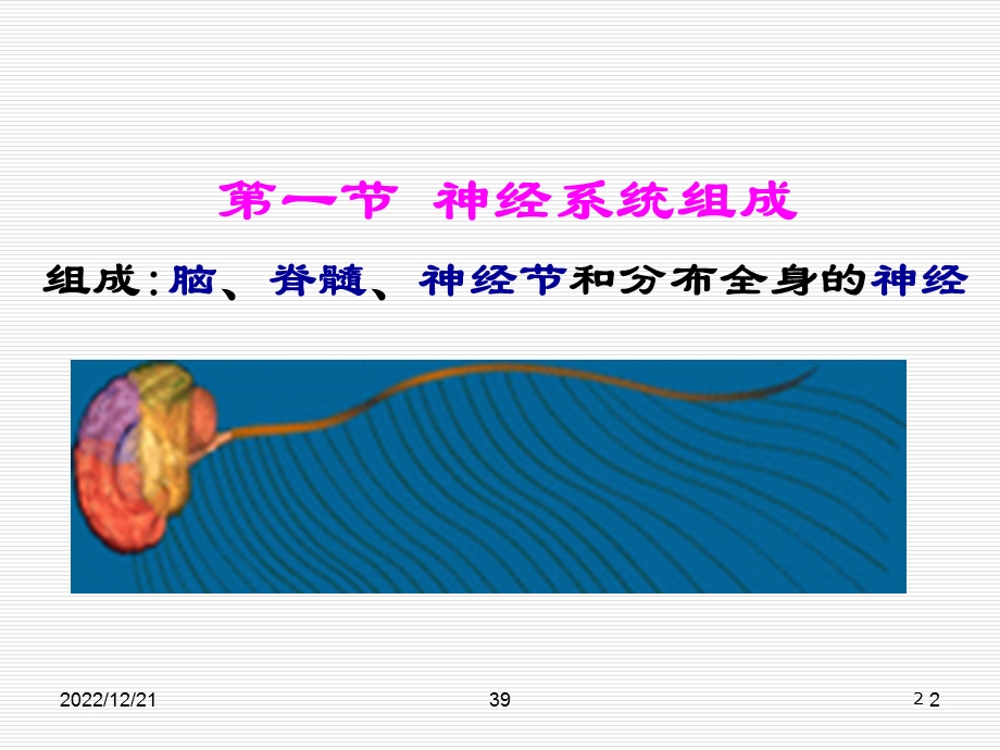 运动解剖——神经系统课件.ppt_第2页