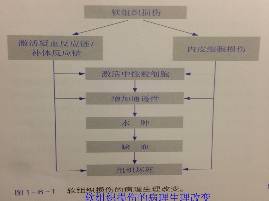 软组织损伤的分型评估及病理生理改变课件.ppt_第3页