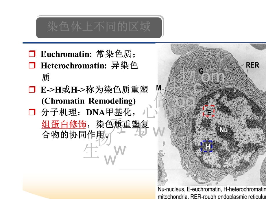 表观遗传学 第三章 组蛋白修饰 课件.ppt_第3页