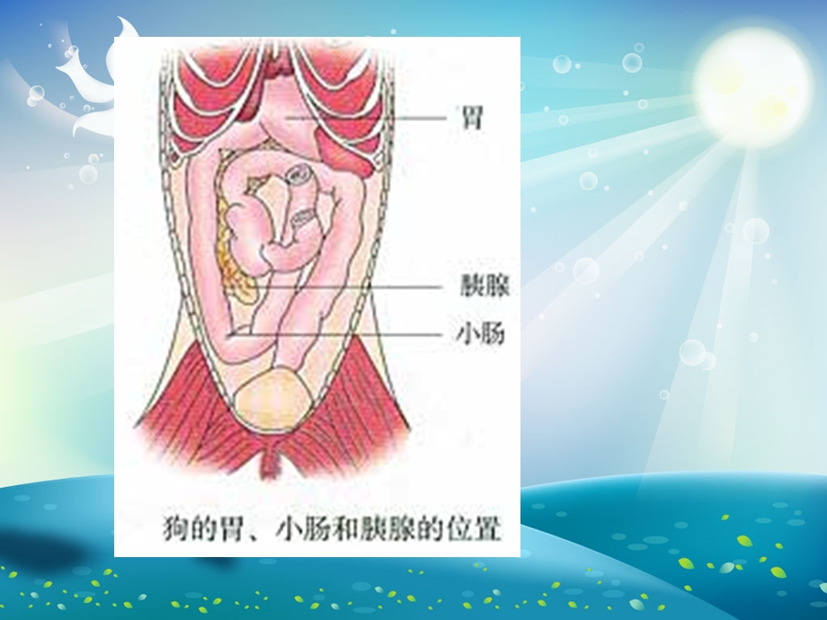 通过激素调节ppt课件.ppt_第2页