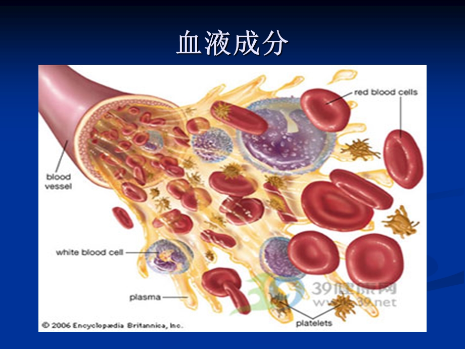 血液系统课件.ppt_第2页