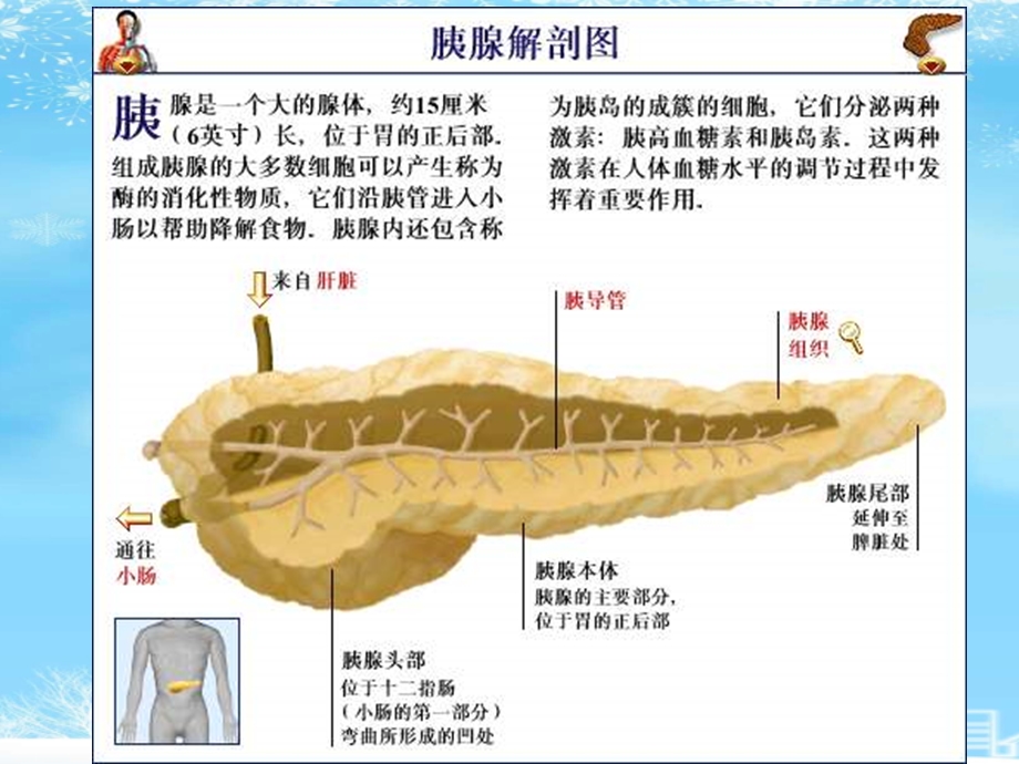 重症胰腺炎的治疗及护理2021完整版课件.ppt_第2页