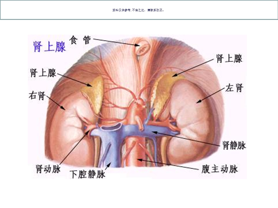 药理学ppt课件内分泌系统.ppt_第1页