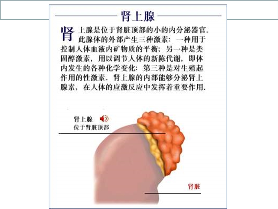 药理学ppt课件内分泌系统.ppt_第2页