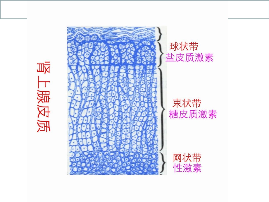 药理学ppt课件内分泌系统.ppt_第3页