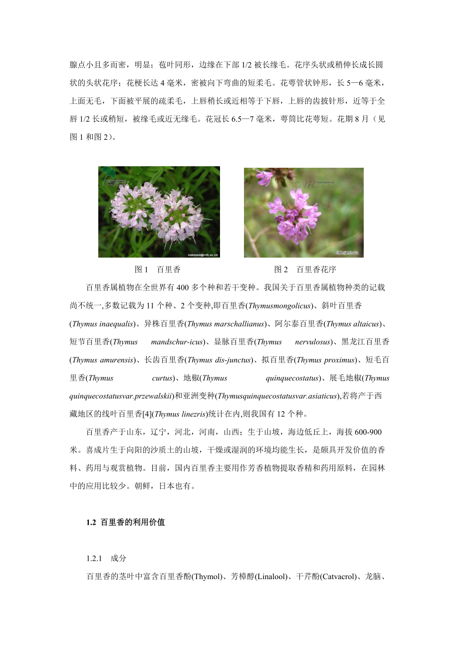 百里香育种策略研究.docx_第2页