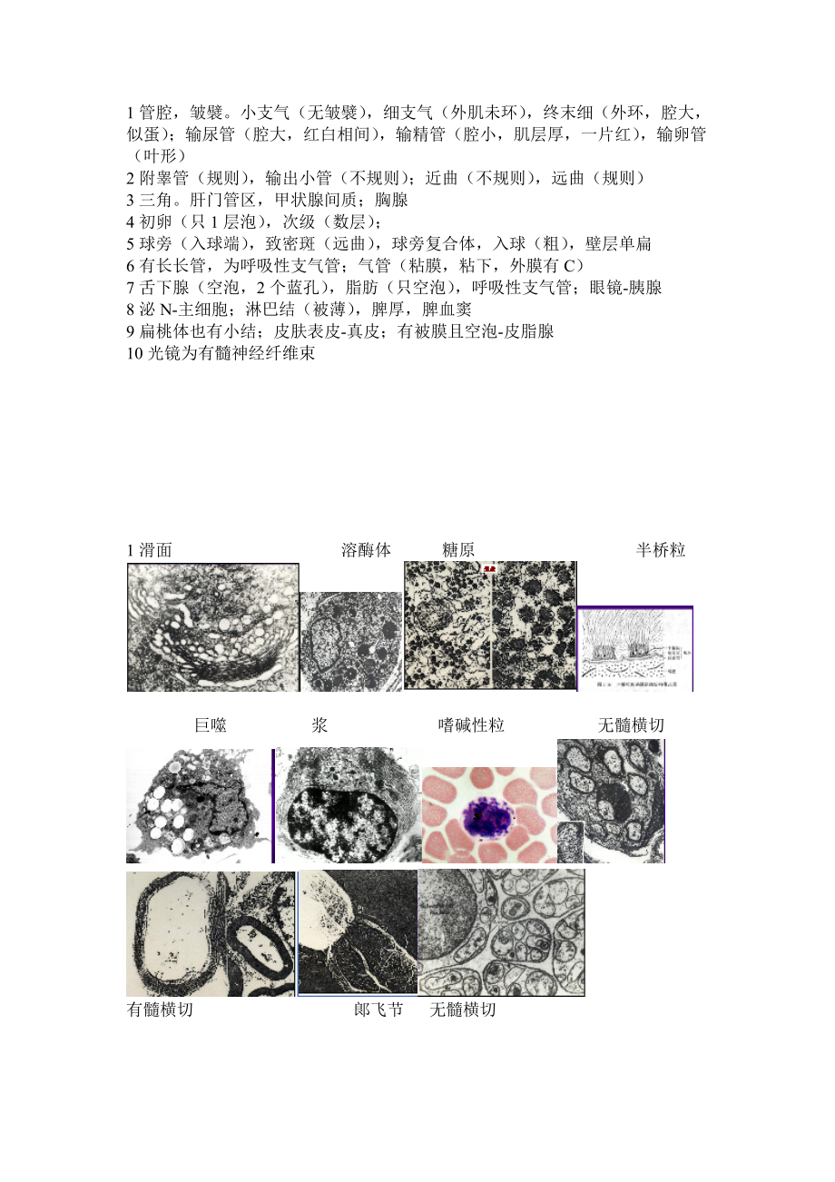 组织学与胚胎学(组胚)图谱考试完全攻略.docx_第2页