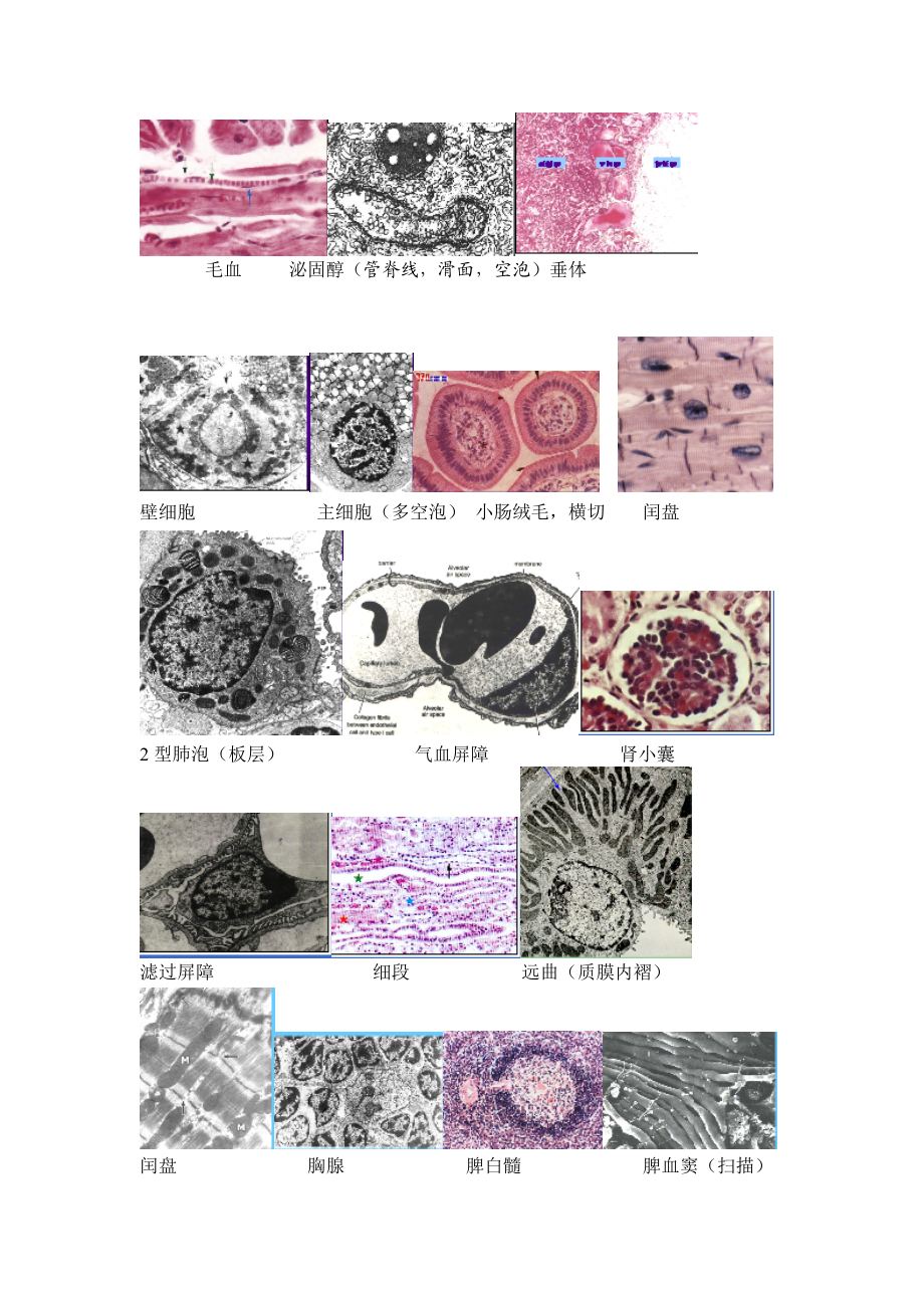 组织学与胚胎学(组胚)图谱考试完全攻略.docx_第3页
