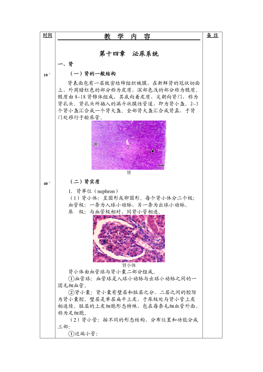 组织胚胎学之泌尿系统.docx_第2页