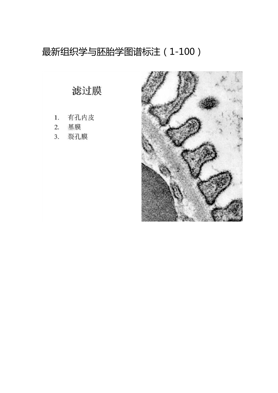 最新组织学与胚胎学图谱标注.docx_第1页