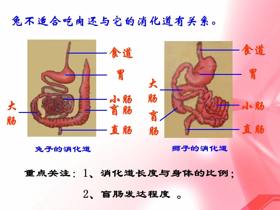 生物动物复习课件.ppt_第3页