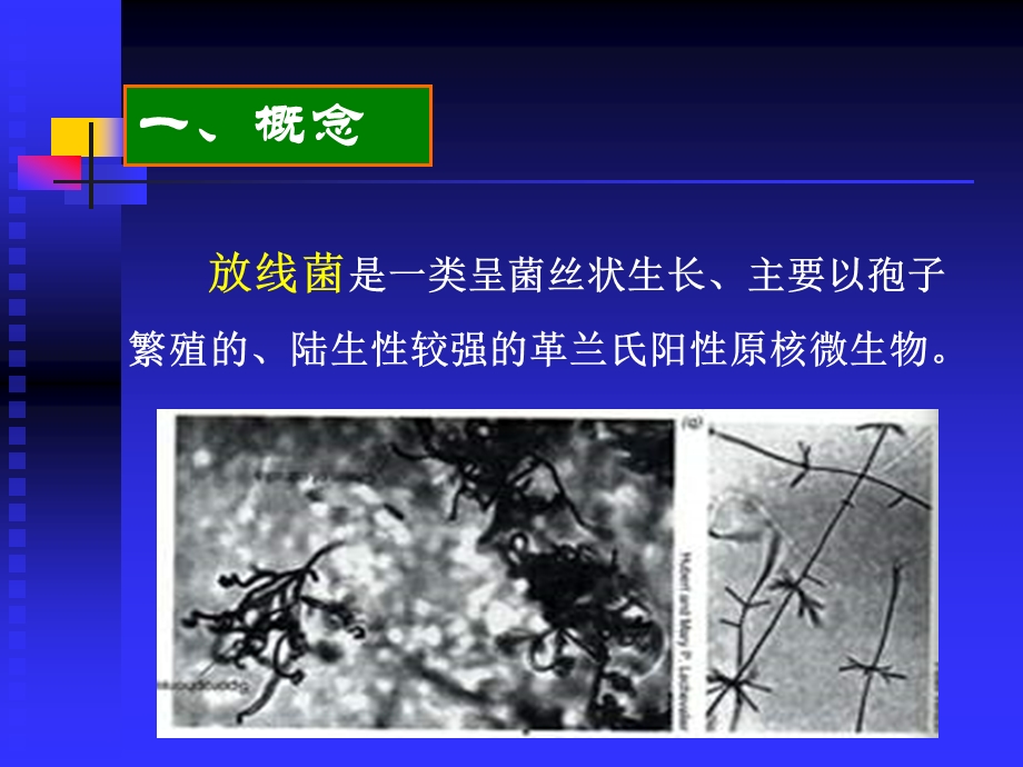 放线菌及其他原核生物课件.ppt_第2页