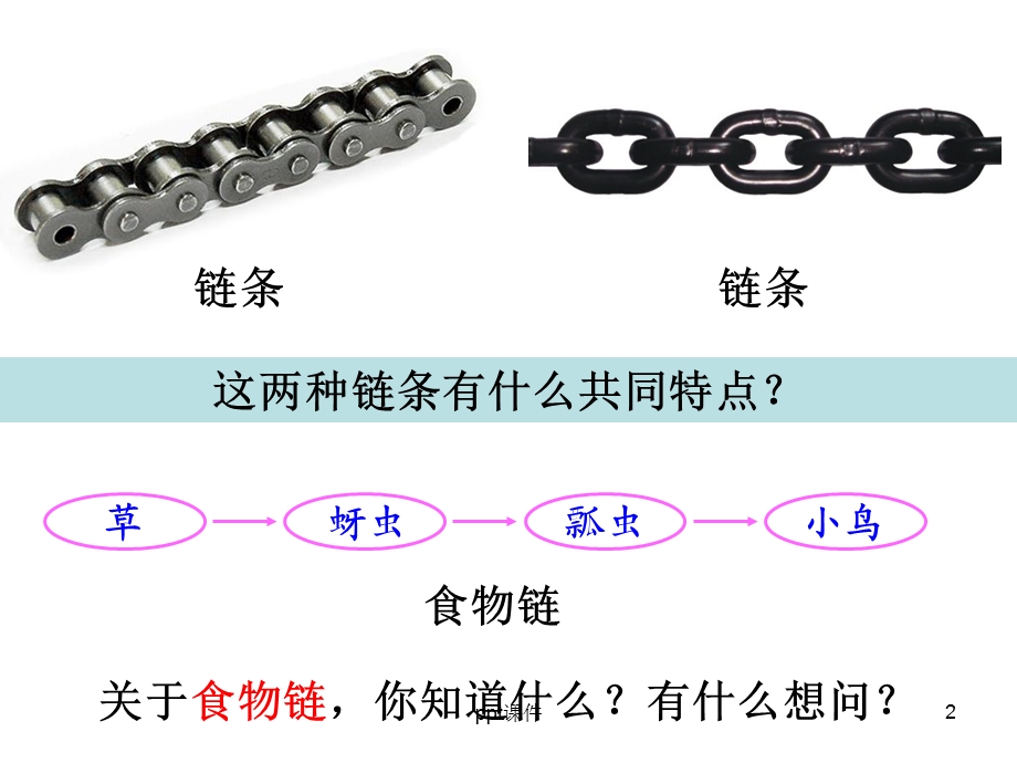 教科版五年级科学上册食物链和食物网课件.ppt_第2页