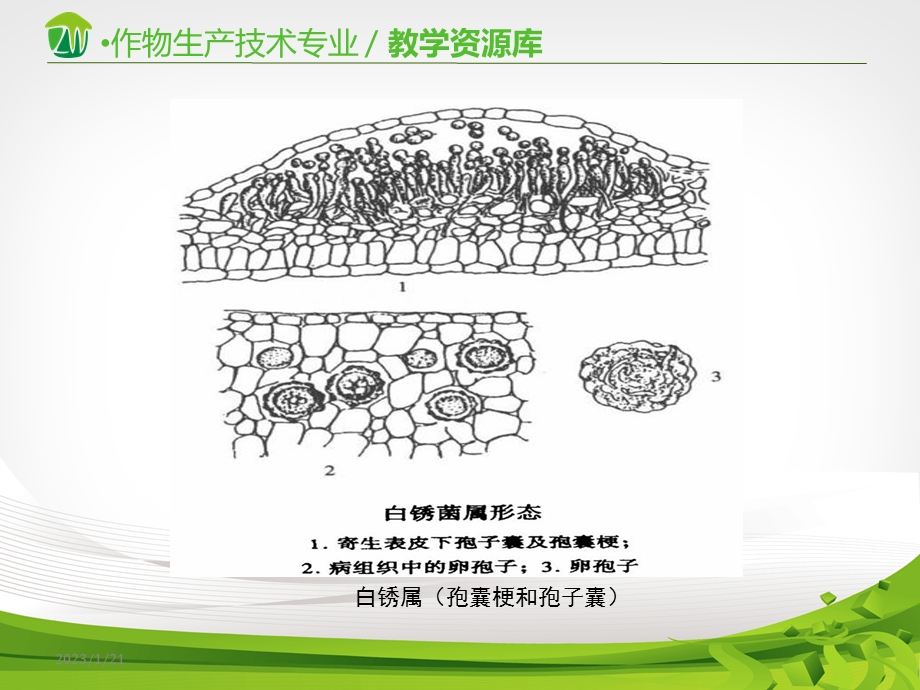 植物病原真菌的主要类群色菌界卵菌门课件.ppt_第3页