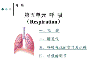 执业兽医资格考试生理学第五单元 呼吸系统课件.ppt