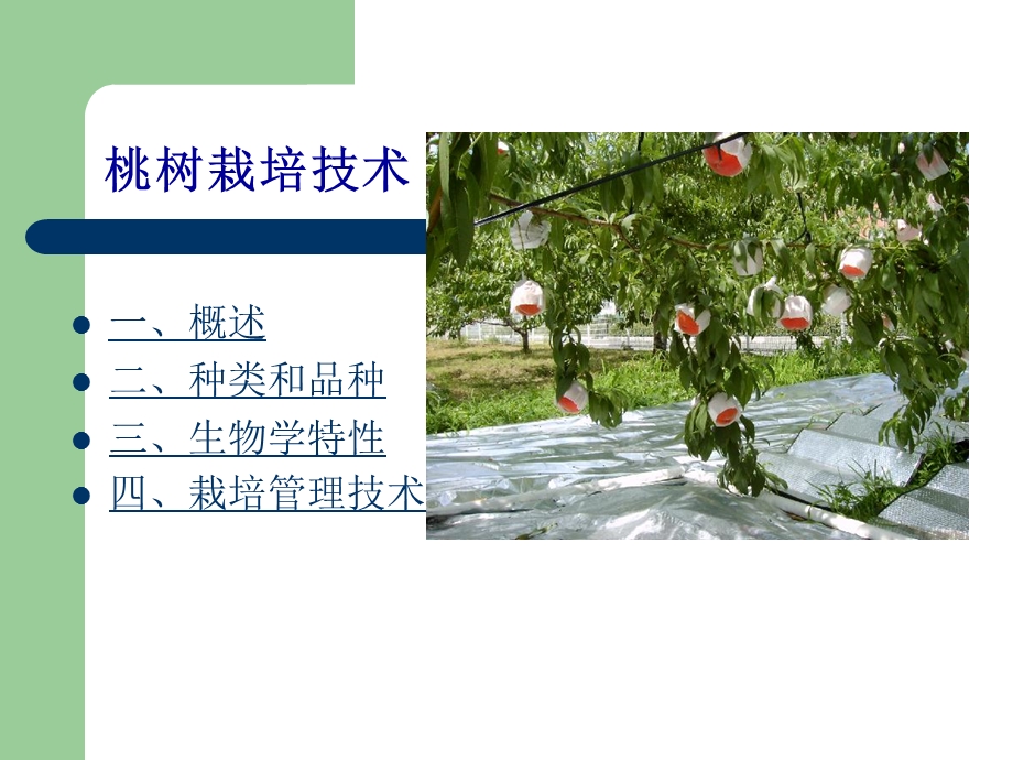 桃树栽培技术 （1）教材课件.ppt_第2页