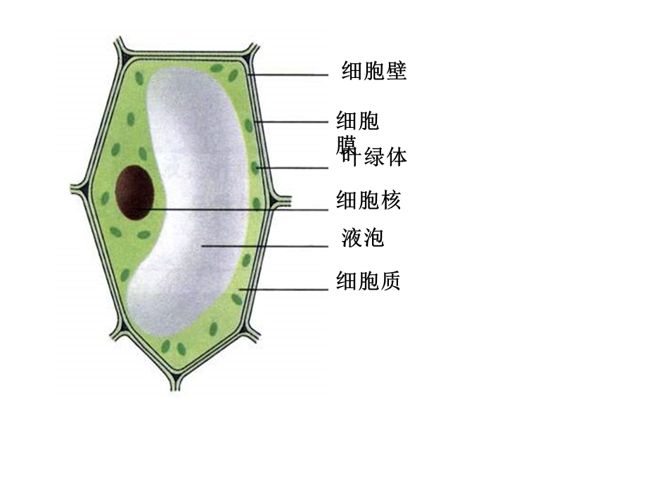 沪科版生命科学高二上第七章《细胞分裂与分化》课件.ppt_第2页