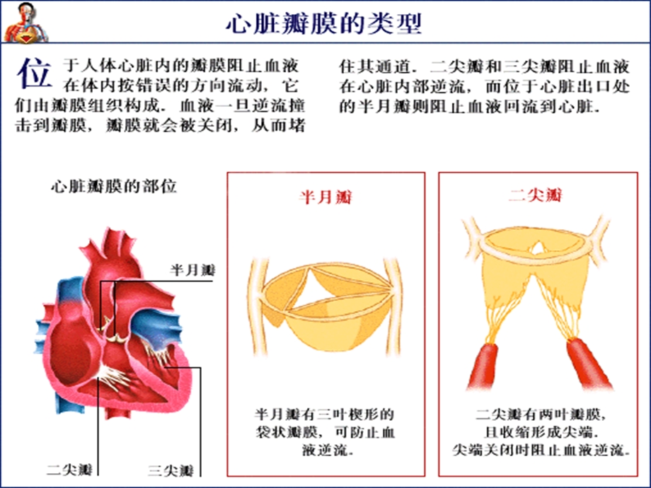 心脏瓣膜病教案课件.ppt_第2页