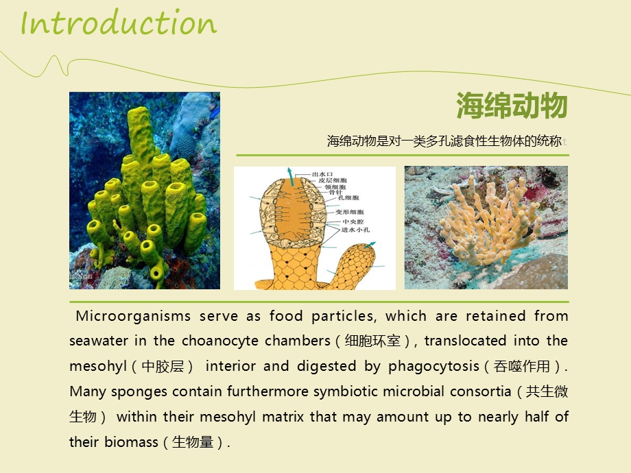 海洋放线菌课件.ppt_第3页