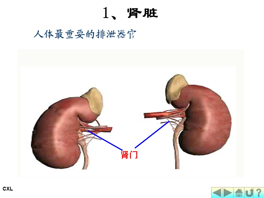 幼儿营养与卫生第六课 排泄系统与内分泌系统课件.ppt_第3页