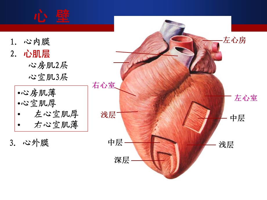 心肌病护理课件.ppt_第2页