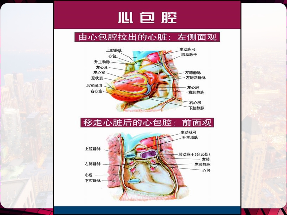 心包疾病心脏肿瘤课件.pptx_第3页