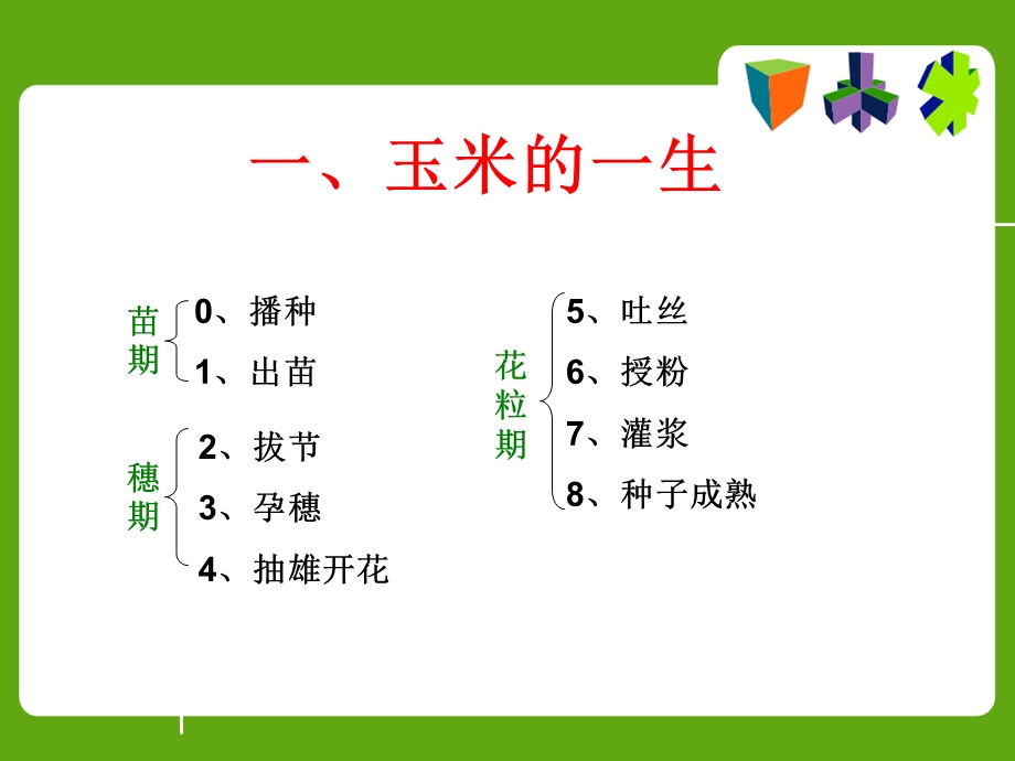 玉米生长过程课件.ppt_第2页