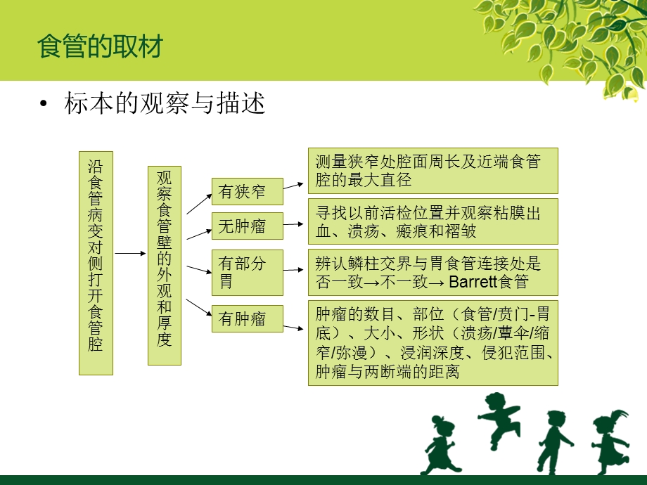 消化道取材课件.ppt_第3页