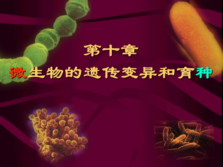 微生物 10 1第十章微生物的遗传变异和育种课件.ppt_第1页