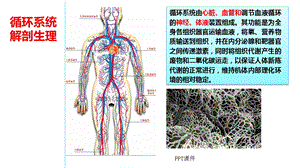 循环系统解剖生理课件.ppt