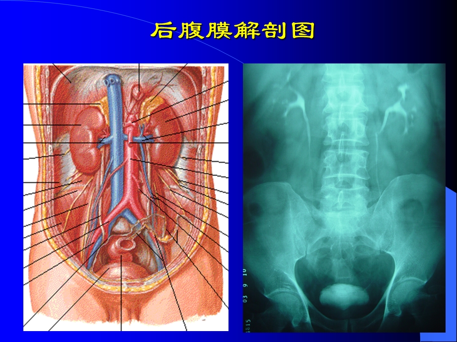 泌尿男生殖系统大体解剖及课件.ppt_第2页