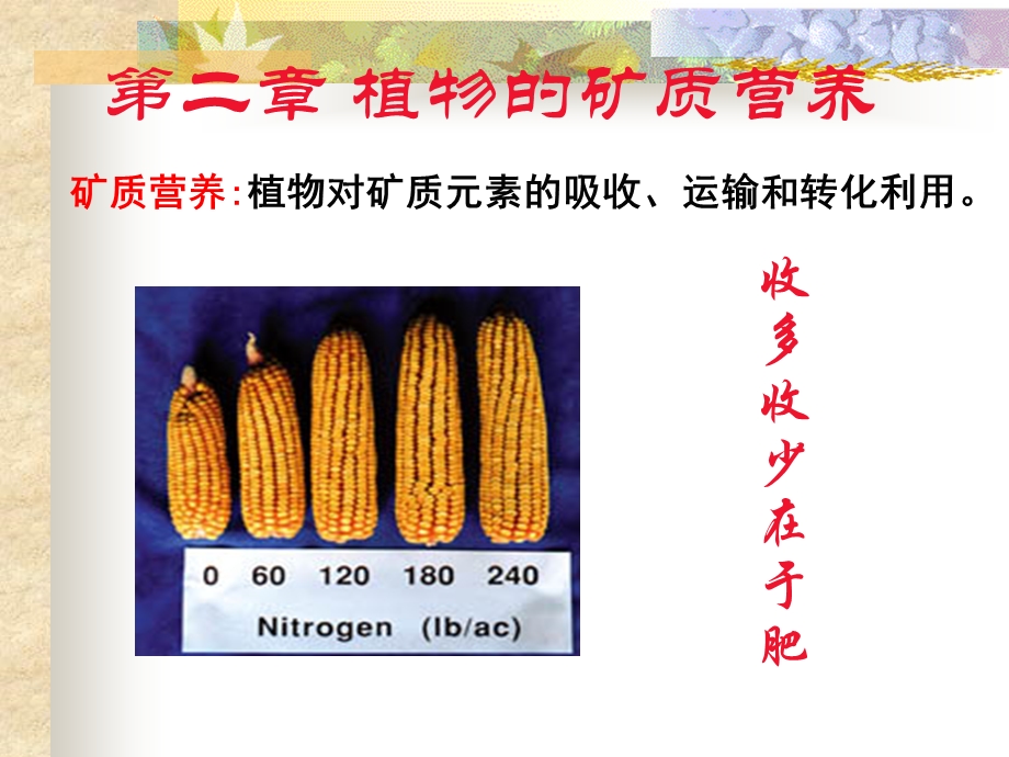 植物生理学 第3章 矿质营养课件.ppt_第1页