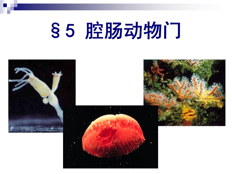 普通动物学ppt课件 腔肠动物门.ppt_第1页