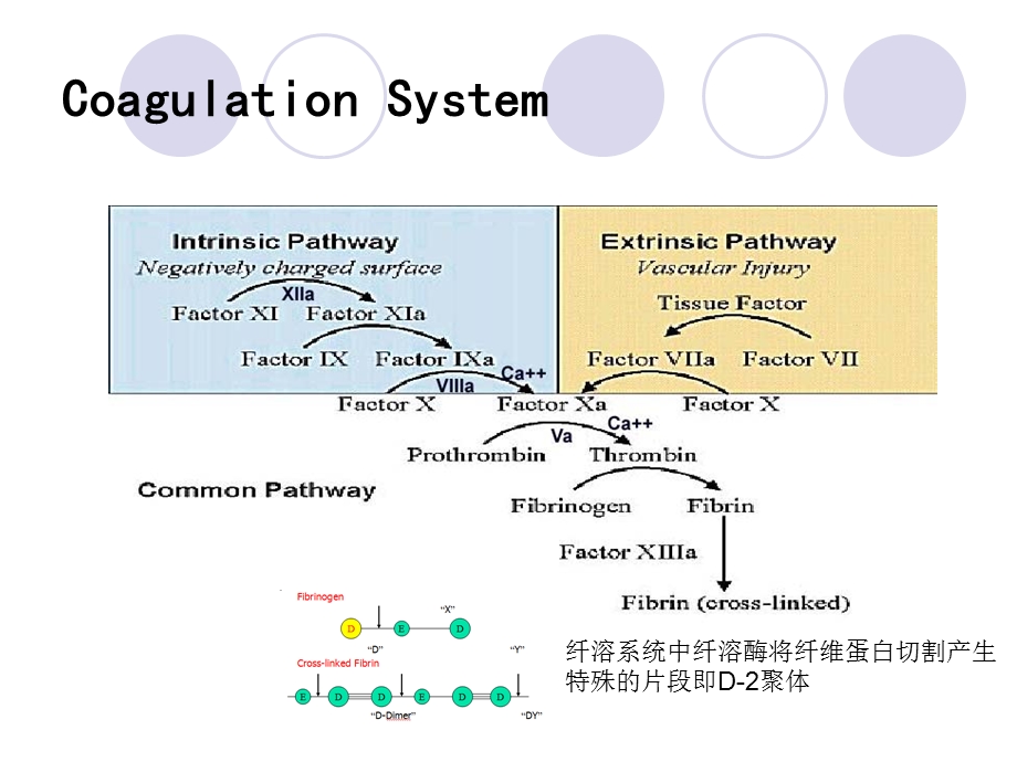 深静脉血栓(DVT)的诊断治疗课件.ppt_第3页