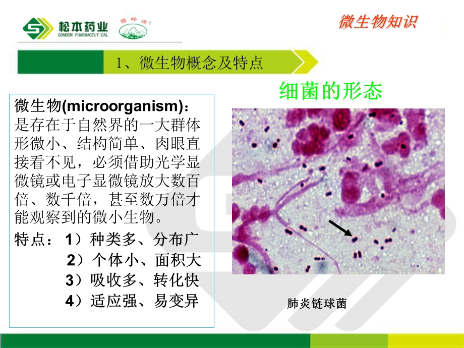 微生物知识及洁净区作业及卫生课件.ppt_第3页