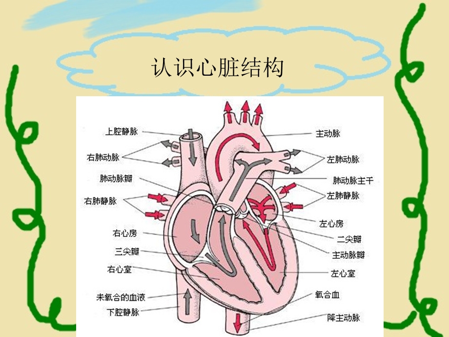 瓣膜病病理生理课件.ppt_第3页