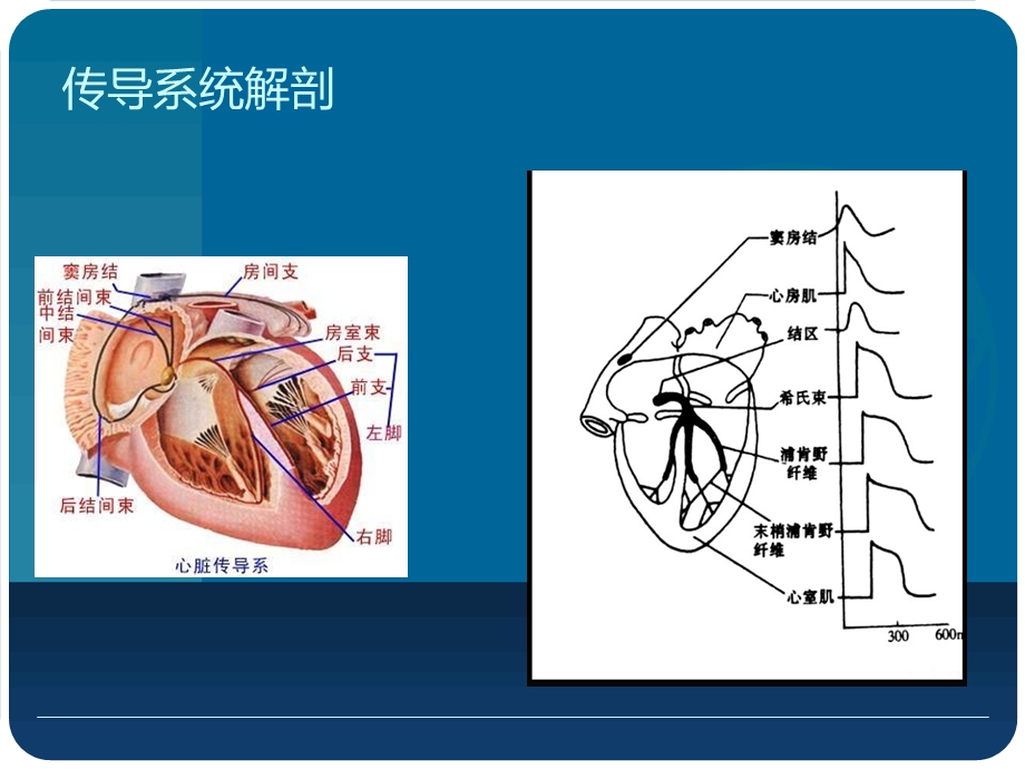 心肌电生理及抗心律失常药物分类课件.ppt_第3页