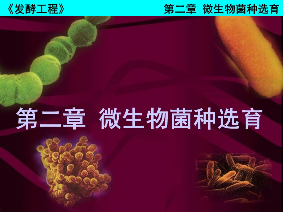 微生物菌种课件.ppt_第1页