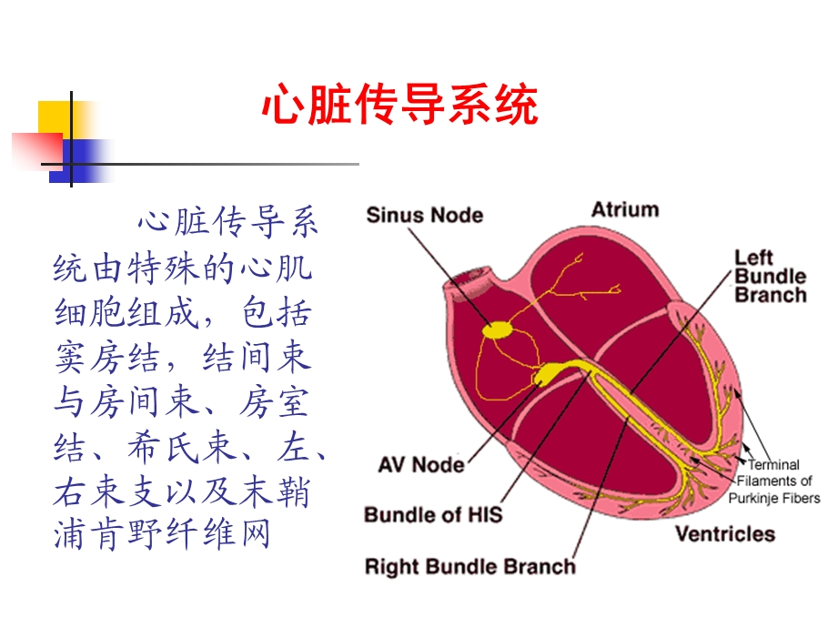 常见心律失常的诊断与治疗课件.ppt_第3页