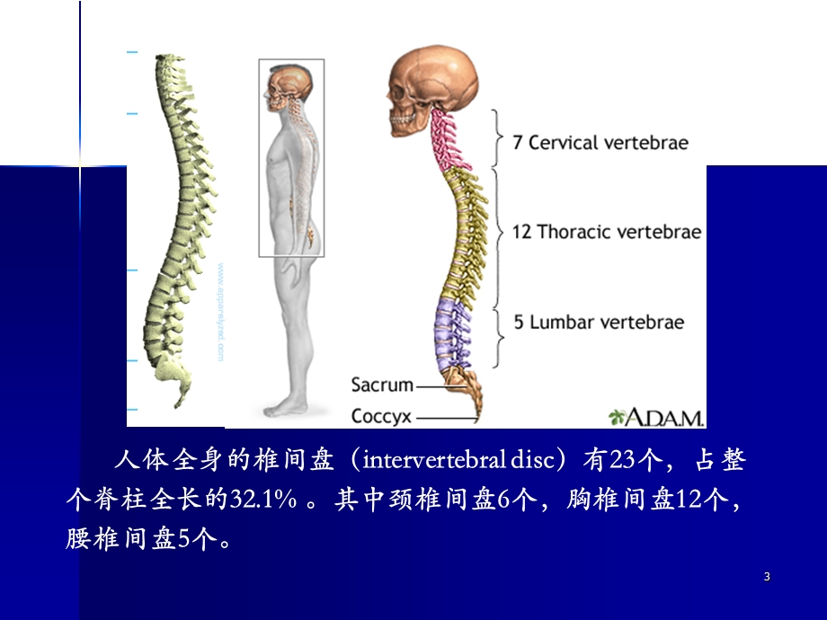 腰突症诊治新进展课件.ppt_第3页