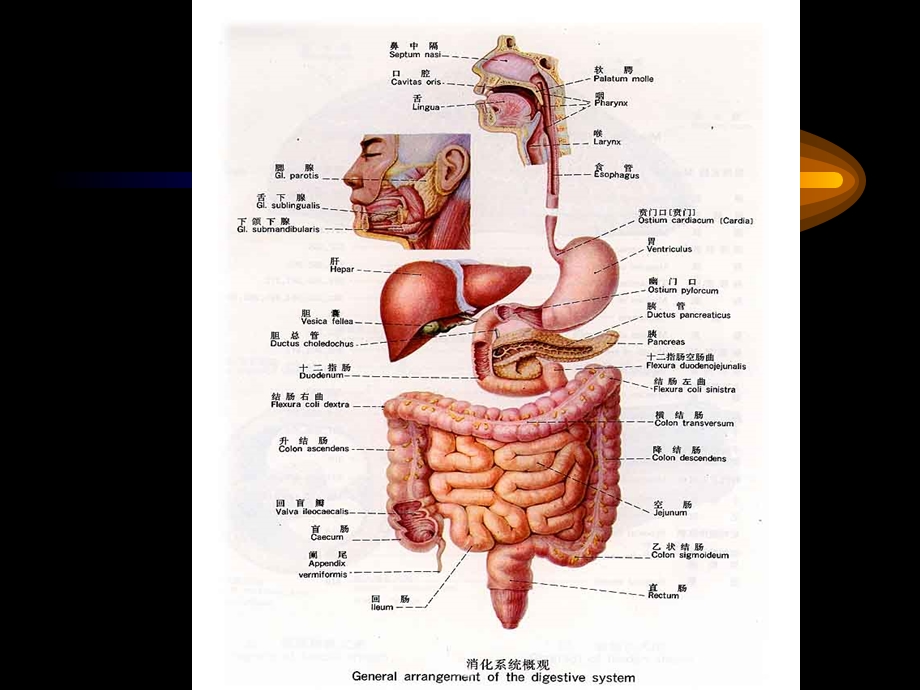 正常人体学 第七章 消化系统课件.ppt_第3页