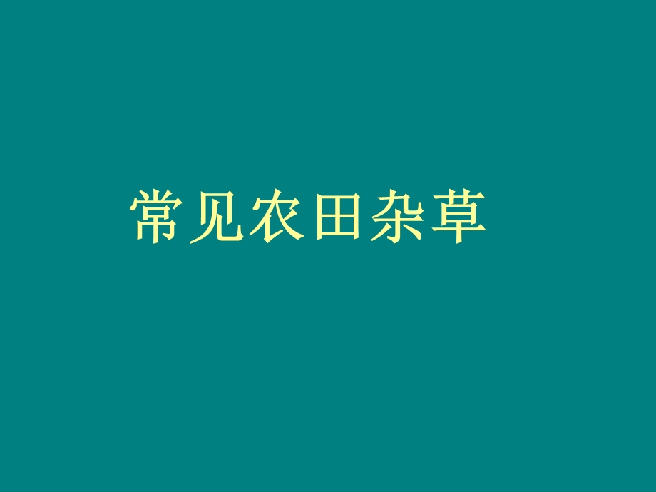 常见杂草汇总 课件.ppt_第1页