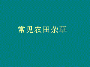 常见杂草汇总 课件.ppt