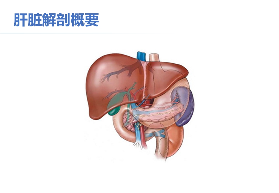 肝脏疾病的超声诊断课件.pptx_第2页