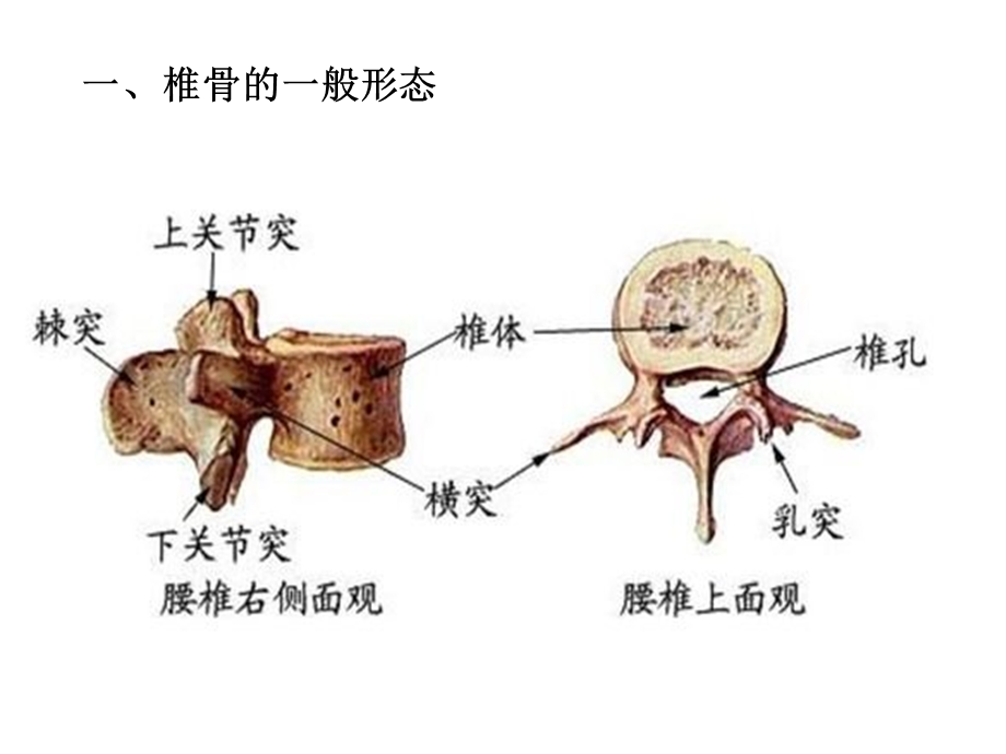 腰部脊柱解剖课件.ppt_第2页